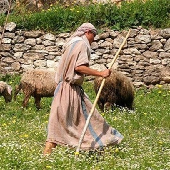 pghsheep